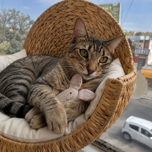 Chat tigré confortablement installé