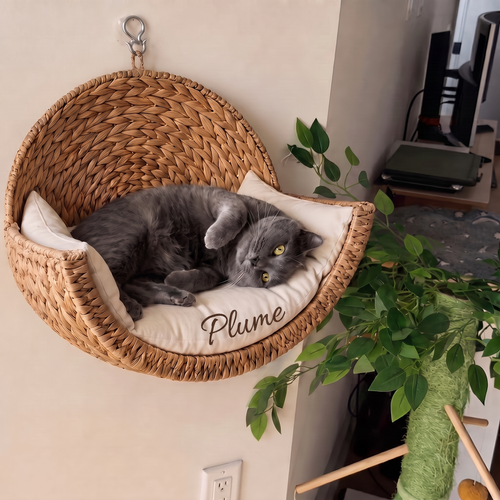 Chat Plume avec son nom brodé
